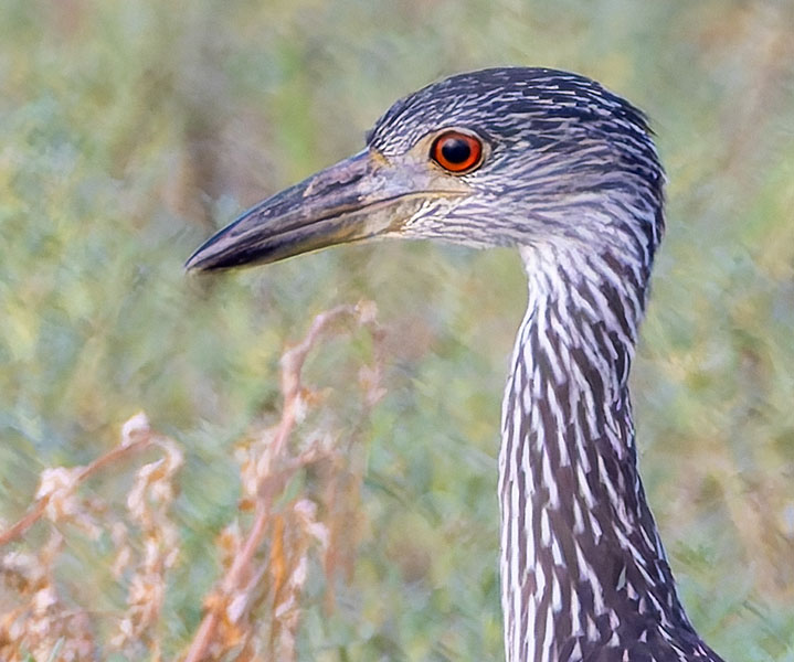 Yellow-crowned Night-Heron Nyctanassa violacea 