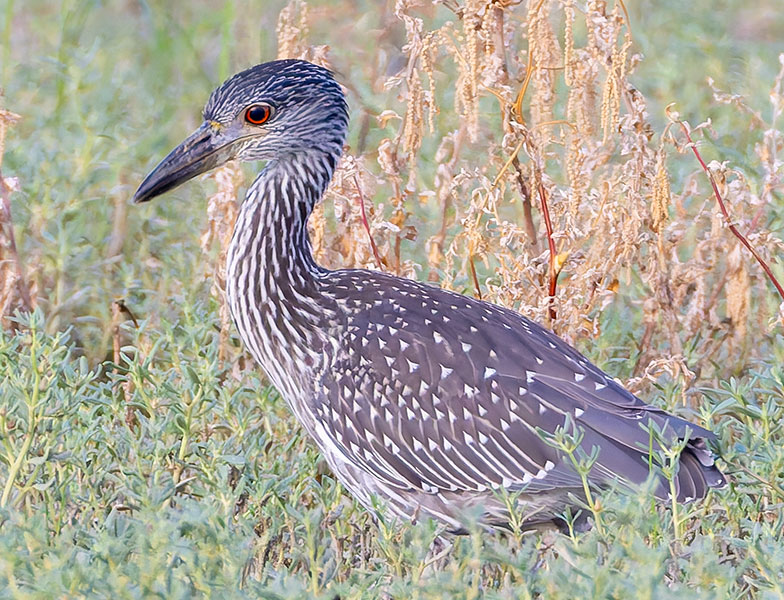 Yellow-crowned Night-Heron Nyctanassa violacea 