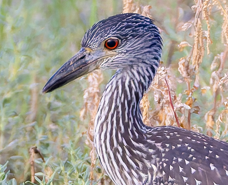 Yellow-crowned Night-Heron Nyctanassa violacea 