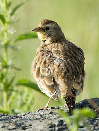 Horned Lark Eremophila alpestris 