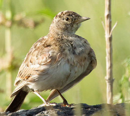 Horned Lark Eremophila alpestris 