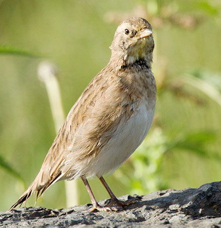 Horned Lark Eremophila alpestris 