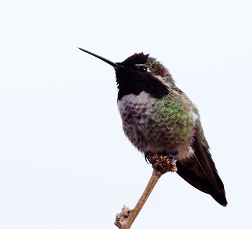 Anna's Hummingbird Calypte anna