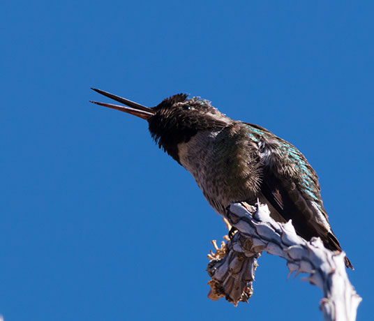 Anna's Hummingbird Calypte anna