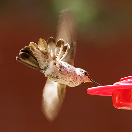 Anna's Hummingbird Calypte anna