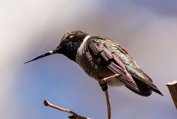 Black-chinned Hummingbird Archilochus alexandri 
