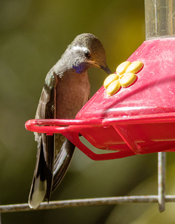 Blue-throated Hummingbird Lampornis 