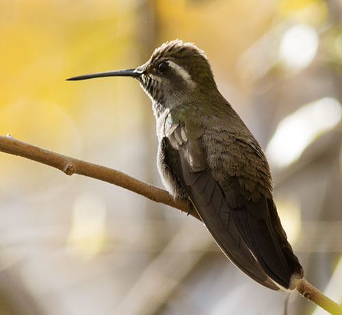 Blue-throated Hummingbird Lampornis 