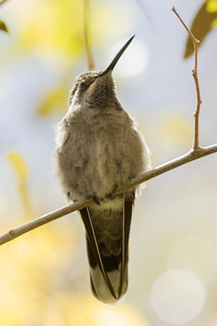 Blue-throated Hummingbird Lampornis 