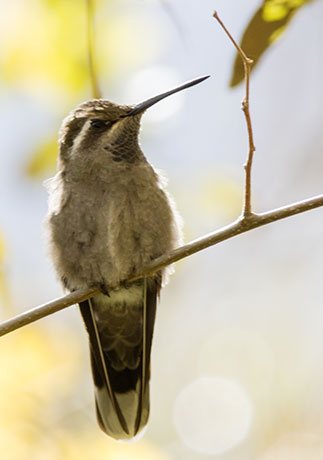 Blue-throated Hummingbird Lampornis 