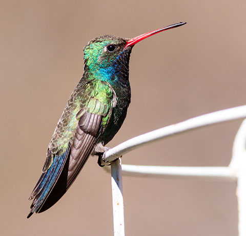 Broad-billed Hummingbird Cynanthus latirostris
