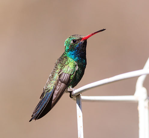Broad-billed Hummingbird Cynanthus latirostris