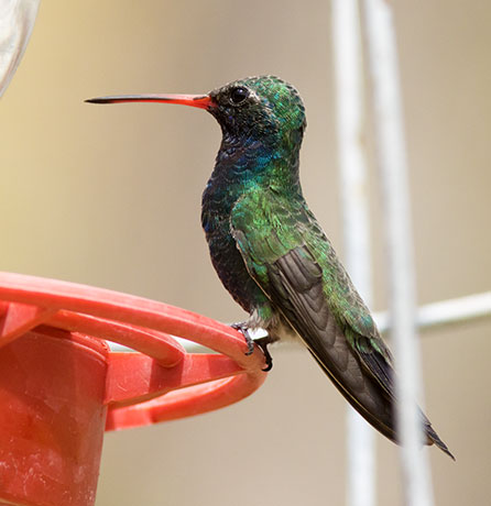 Broad-billed Hummingbird Cynanthus latirostris