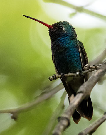 Broad-billed Hummingbird Cynanthus latirostris