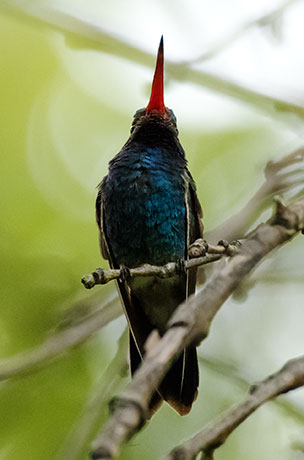 Broad-billed Hummingbird Cynanthus latirostris