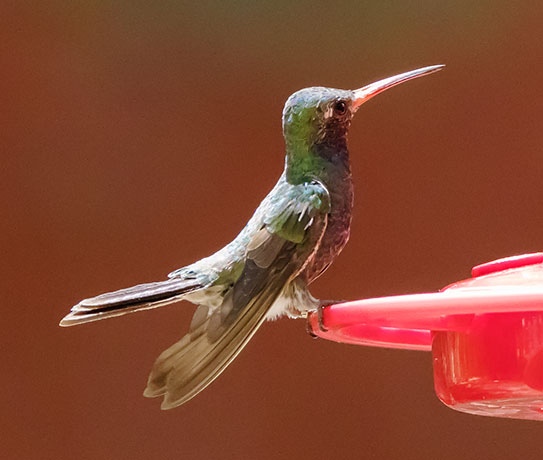 Broad-billed Hummingbird Cynanthus latirostris