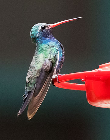 Broad-billed Hummingbird Cynanthus latirostris