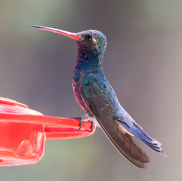 Broad-billed Hummingbird Cynanthus latirostris