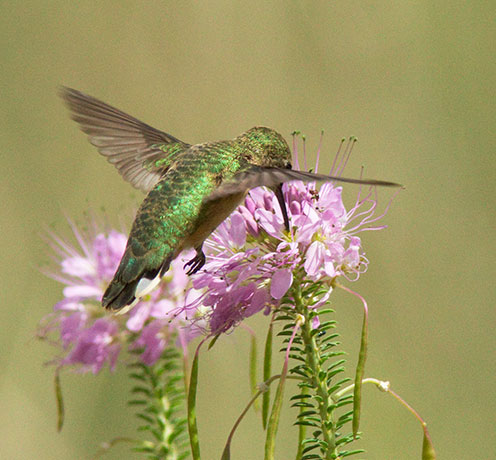 Broad-tailed Hummingbird Selasphorus platycercus