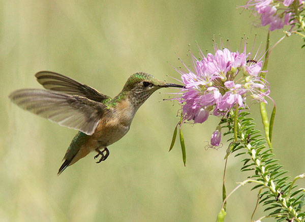 Broad-tailed Hummingbird Selasphorus platycercus