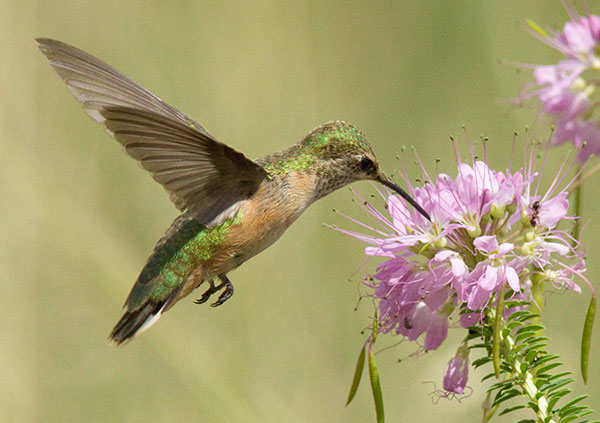 Broad-tailed Hummingbird Selasphorus platycercus