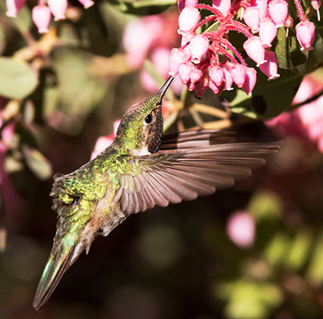 Broad-tailed Hummingbird Selasphorus platycercus
