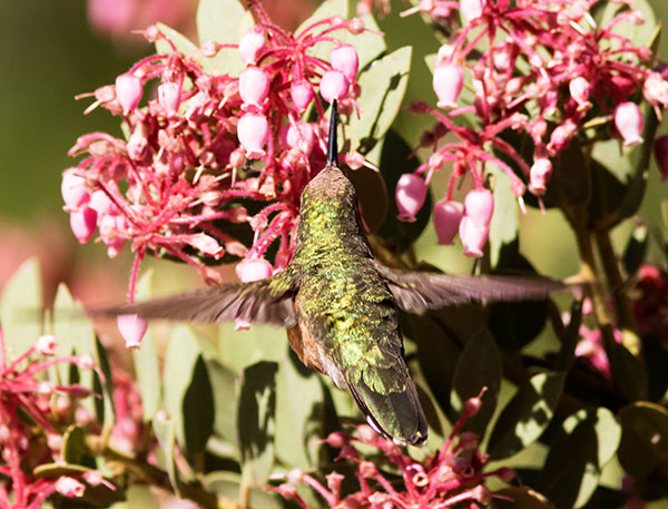 Broad-tailed Hummingbird Selasphorus platycercus