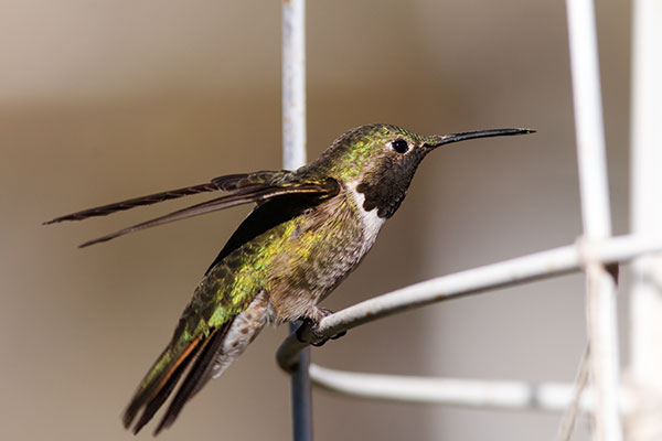 Broad-tailed Hummingbird Selasphorus platycercus