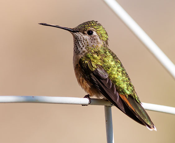 Broad-tailed Hummingbird Selasphorus platycercus