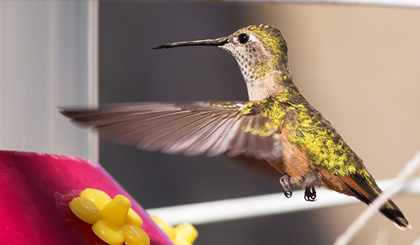 Broad-tailed Hummingbird Selasphorus platycercus
