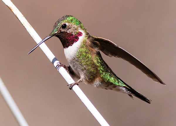 Broad-tailed Hummingbird Selasphorus platycercus