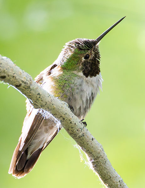 Broad-tailed Hummingbird Selasphorus platycercus