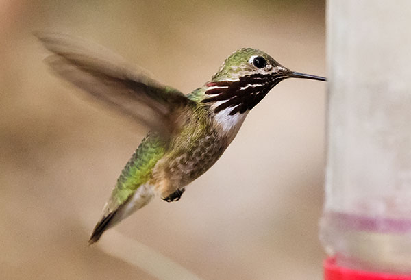 Calliope Hummingbird Selasphorus calliope