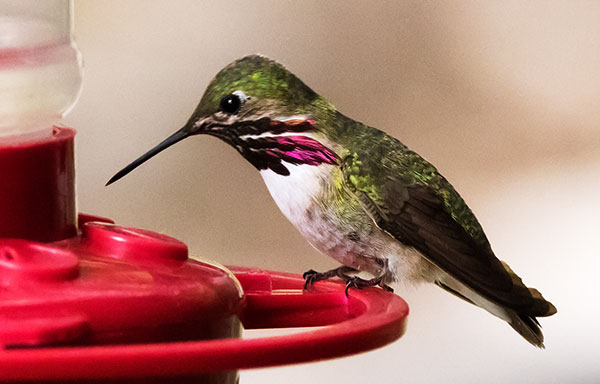 Calliope Hummingbird Selasphorus calliope