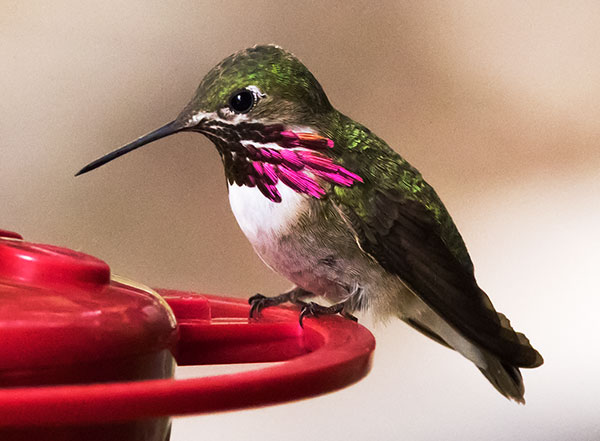 Calliope Hummingbird Selasphorus calliope