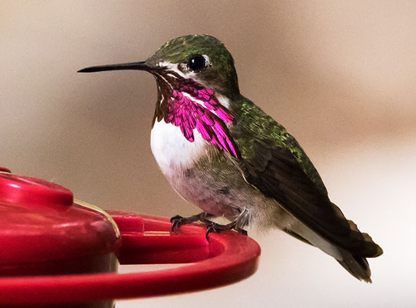 Calliope Hummingbird Selasphorus calliope