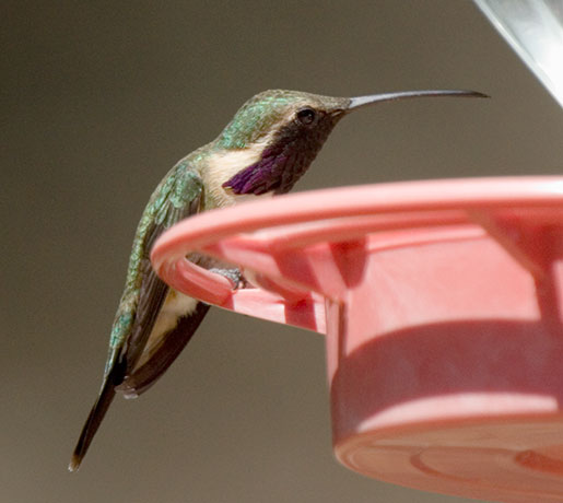 Lucifer Hummingbird Calothorax lucifer 