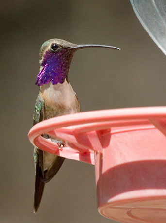Lucifer Hummingbird Calothorax lucifer 