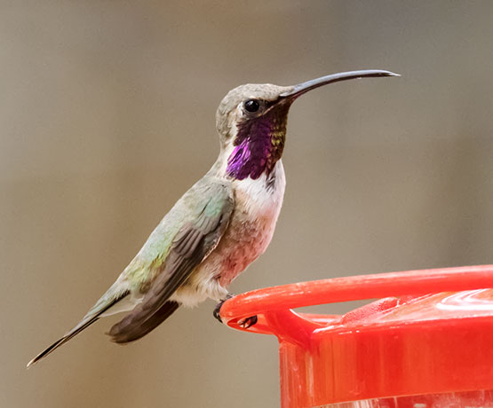 Lucifer Hummingbird Calothorax lucifer 