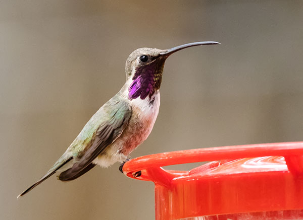 Lucifer Hummingbird Calothorax lucifer 