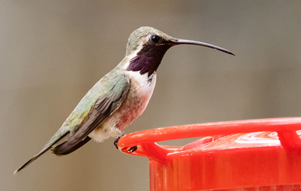 Lucifer Hummingbird Calothorax lucifer 