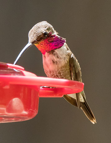 Lucifer Hummingbird Calothorax lucifer 