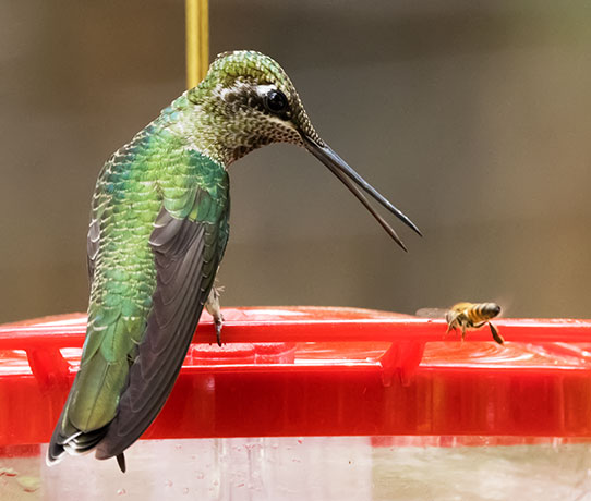 Rivoli's Hummingbird Magnificent Hummingbirds Eugenes fulgens 