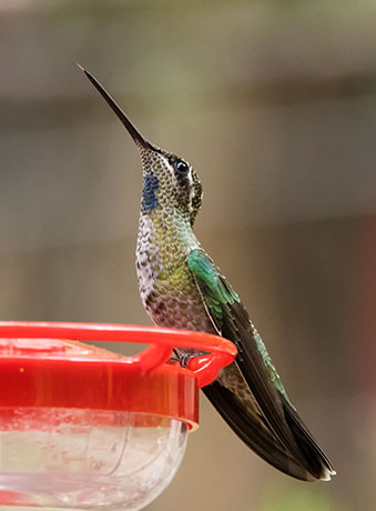 Rivoli's Hummingbird Magnificent Hummingbirds Eugenes fulgens 