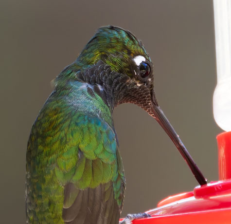 Rivoli's Hummingbird Magnificent Hummingbirds Eugenes fulgens 