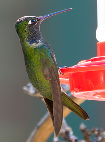 Rivoli's Hummingbird Magnificent Hummingbirds Eugenes fulgens 