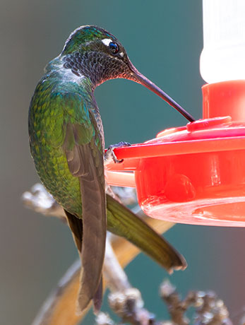 Rivoli's Hummingbird Magnificent Hummingbirds Eugenes fulgens 