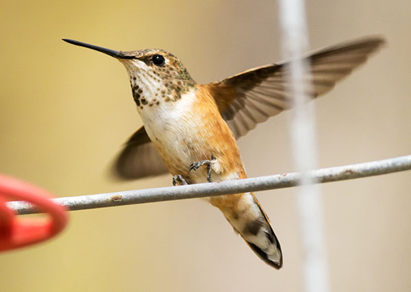 Rufous Hummingbird Selasphorus rufus