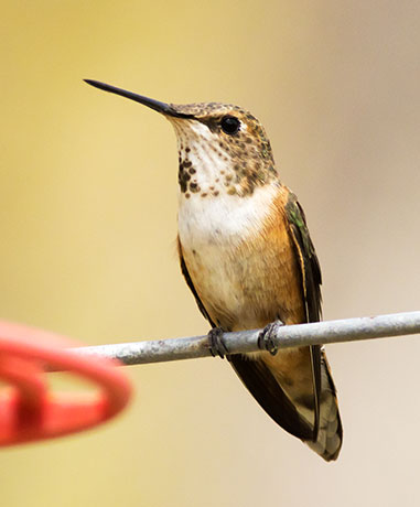 Rufous Hummingbird Selasphorus rufus