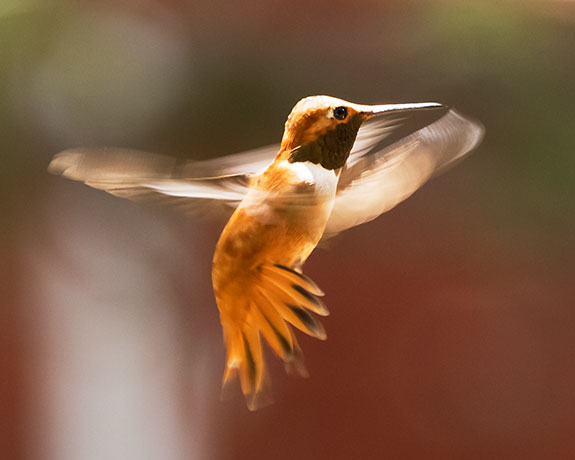 Rufous Hummingbird Selasphorus rufus